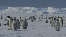 Penguin rookery in Antarctica showcasing adorable chicks thriving in a cold environment - Powered by Shutterstock - Get 15% off with code: PIKWIZARD15