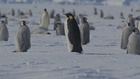 Penguin chicks explore the icy rookery while adult penguins watch closely - Powered by Shutterstock - Get 15% off with code: PIKWIZARD15