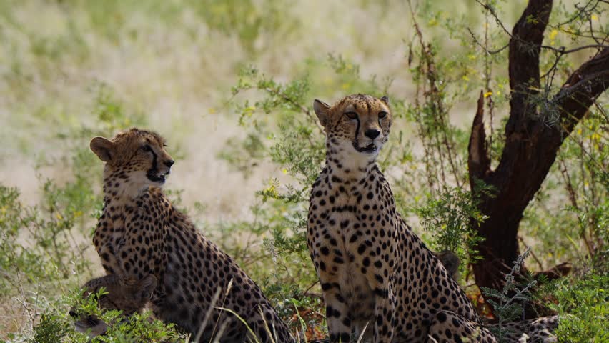 Three cheetahs gaze into the vast landscape, their sharp eyes scanning the horizon. Captured in the wild, this scene highlights the focus, grace, and power of these majestic predators.