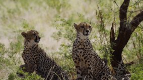 Three cheetahs gaze into the vast landscape, their sharp eyes scanning the horizon. Captured in the wild, this scene highlights the focus, grace, and power of these majestic predators. - Powered by Shutterstock - Get 15% off with code: PIKWIZARD15