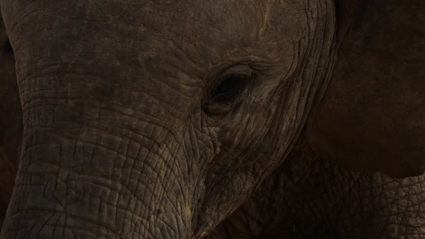 A stunning close-up of an elephant as it gazes and bows directly into the camera, showcasing its eyes and detailed features.