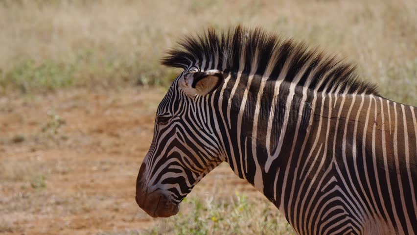 Slow motion video of a Grevy’s zebra standing close to the camera, flicking its ears and moving its head, portraying a lively moment in the wild.