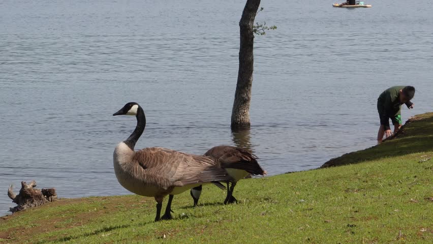 Two Canadian geese grazing on green grass near the edge of a calm lake or river. Peaceful nature scene with birds feeding by the water on a bright, sunny day. 