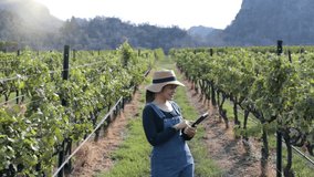 Smart vineyard system with asian winegrower working with graphic display 4k footage - Powered by Shutterstock - Get 15% off with code: PIKWIZARD15