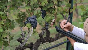 Smart vineyard system with asian winegrower working with graphic display 4k footage - Powered by Shutterstock - Get 15% off with code: PIKWIZARD15