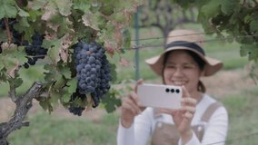 Smart vineyard system with asian winegrower working with mobile augmented reality 4k footage - Powered by Shutterstock - Get 15% off with code: PIKWIZARD15