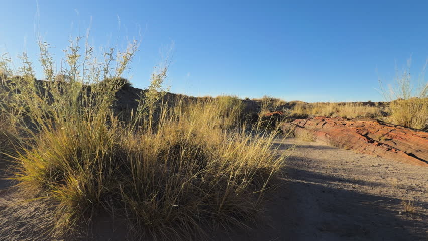 Petrified log lying on sandy ground surrounded by dry grass and eroded hills in Petrified Forest National Park, bathed in warm sunlight under clear blue sky.