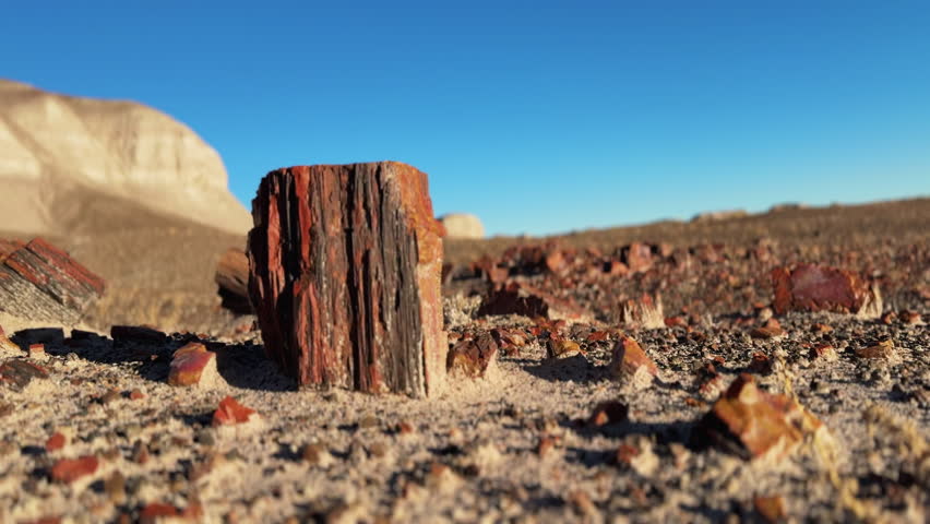 Petrified tree stump standing among scattered fossilized wood pieces in Petrified Forest National Park, with sandy terrain, eroded white hills, and clear blue sky in the background.