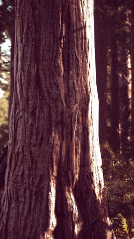 Giant Sequoias in the Sequoia National Park in California USA