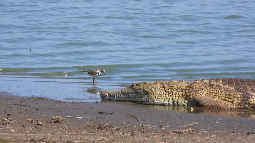 A crocodile laying on the edge of a river while a three banded plover forages for food in the sand right next to it, close up
