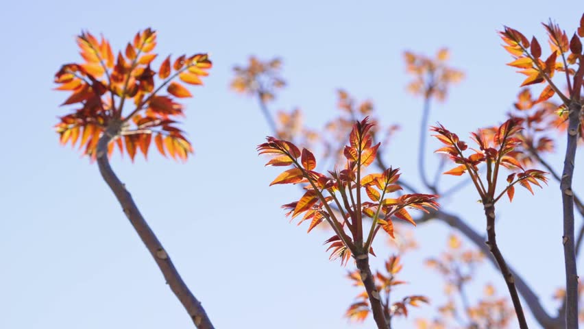 Toona sinensis or Chinese toon in spring