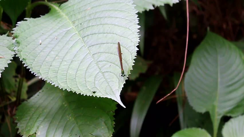 The needle dragonfly perches on a large green leaf in the tropical forest with its shiny wings and slender body.