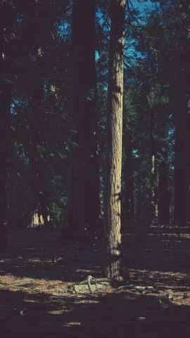 Sequoia Tree in Yosemite National Park
