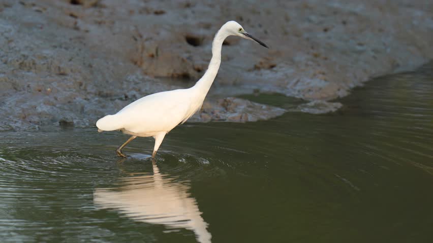 heron, bittern, egret bird watching in mangrove forest.
