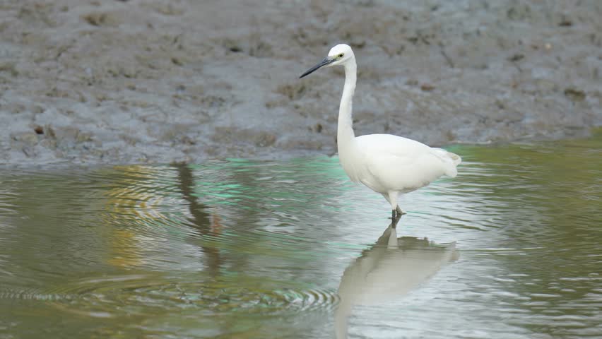 heron, bittern, egret bird watching in mangrove forest.
