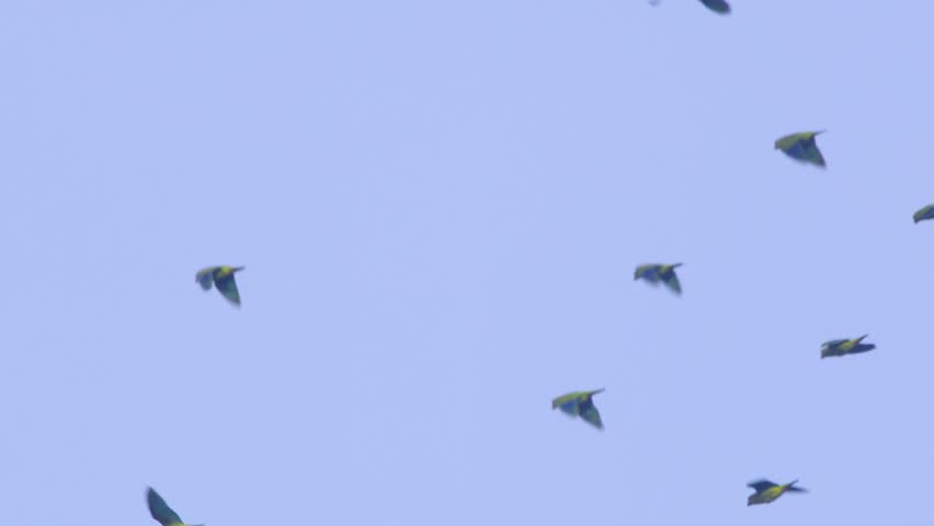 A flock of Green Mealy parrots soars over Peru’s Amazon rainforest, gliding through the morning sky.