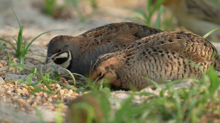 Blue-breasted Quail (Synoicus chinensis ) bird watching in the forest.