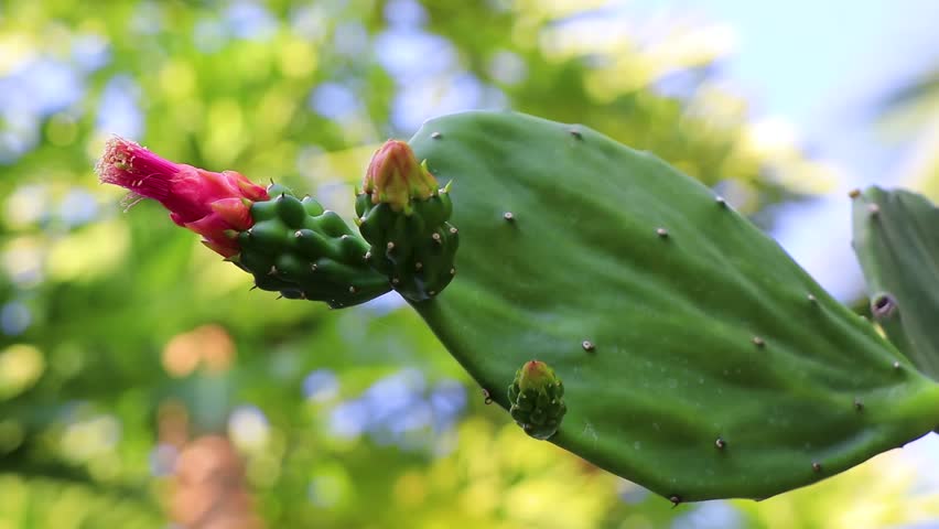 Tropical mexican cacti cactus with pink red flower flowers blossom blossoms jungle plants trees and natural forest panorama view in Zicatela Puerto Escondido Oaxaca Mexico.