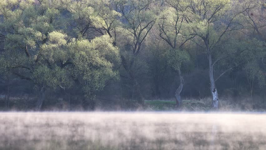 Mist over a tranquil lake, trees silhouetted against soft light, nature