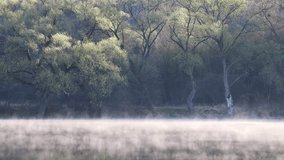 Mist over a tranquil lake, trees silhouetted against soft light, nature's serene embrace with fog-kissed waters and arboreal elegance. - Powered by Shutterstock - Get 15% off with code: PIKWIZARD15
