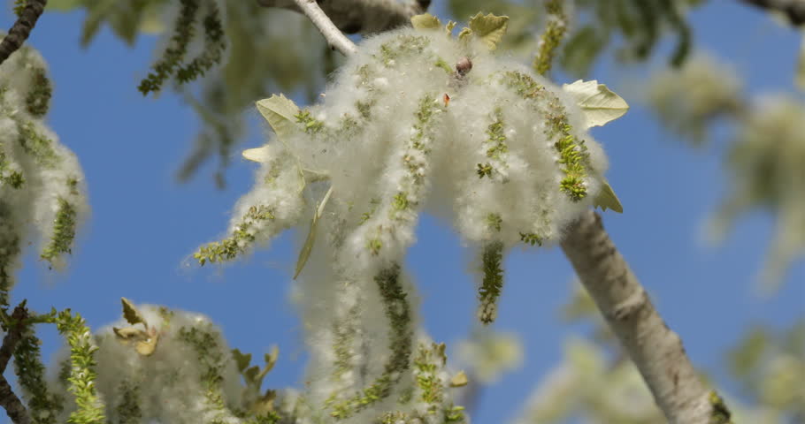 Populus alba, commonly called silver poplar,(Populus alba), flowers and pollen, springtime, France