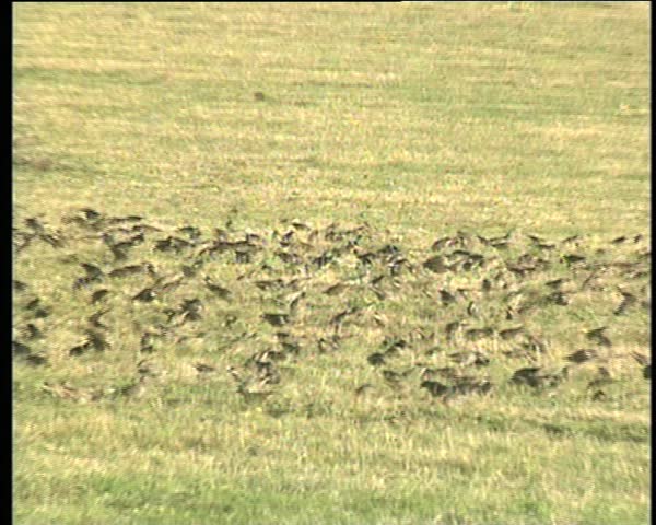 Flock of birds