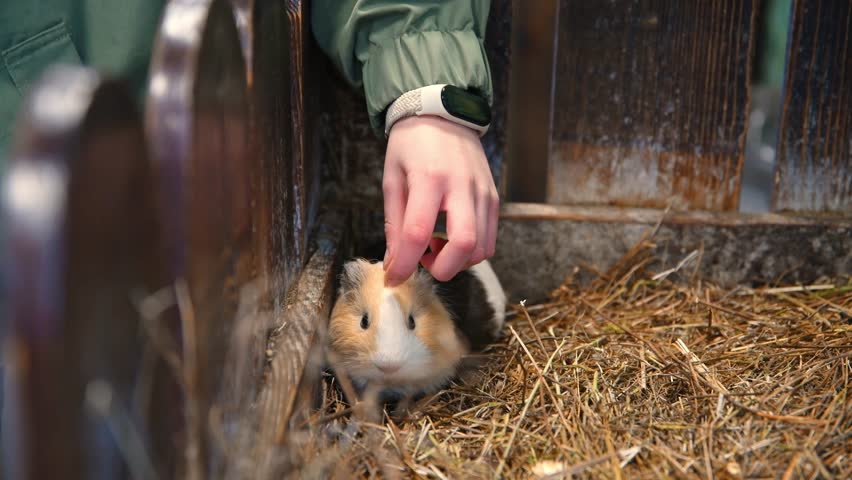 A girl in a petting zoo strokes a guinea pig