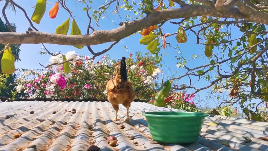 Rooster and hens chickens in nature on roof on farm in Zicatela Puerto Escondido Oaxaca Mexico.
