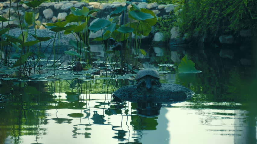 A big turtle is peacefully sitting on a rock in a quiet lotus pond of the garden of Erawan museum in Bangkok, Thailand. Slow mo, slow motion, high speed camera, 200fps