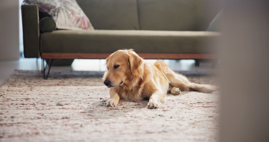 Relax, cute and dog on carpet in home with calm, peace or loyalty on floor for resting. Comfortable, animal and sweet golden retriever puppy with adoption for companion in living room at house.