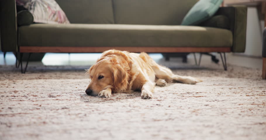 Relax, cute and dog on carpet in home with calm, peace or loyalty on floor for resting. Comfortable, animal and sweet golden retriever puppy with adoption for companion in living room at house.