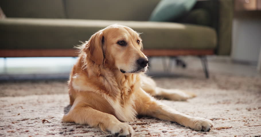 Relax, floor and peace with dog at home in lounge for resting, animal care and comfortable. Break, calm and pet with golden retriever on carpet of living room of house for canine, cute and cozy