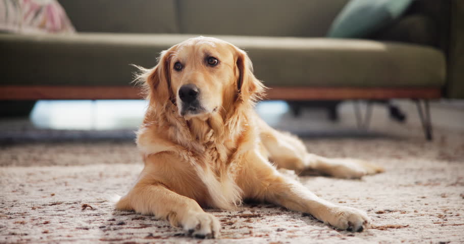 Relax, floor and peace with dog at home in lounge for resting, animal care and comfortable. Break, calm and pet with golden retriever on carpet of living room of house for canine, cute and cozy