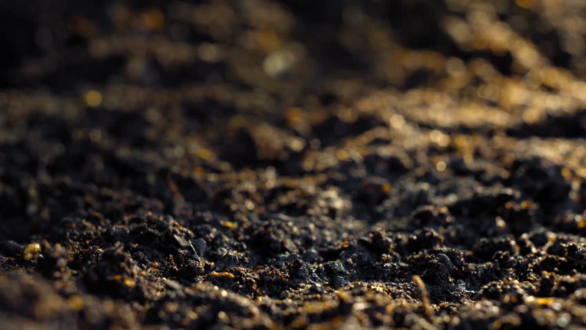 Gentle macro timelapse of delicate seedling emergence from soil capturing the peaceful beginning of life in an agricultural setting with natural morning light