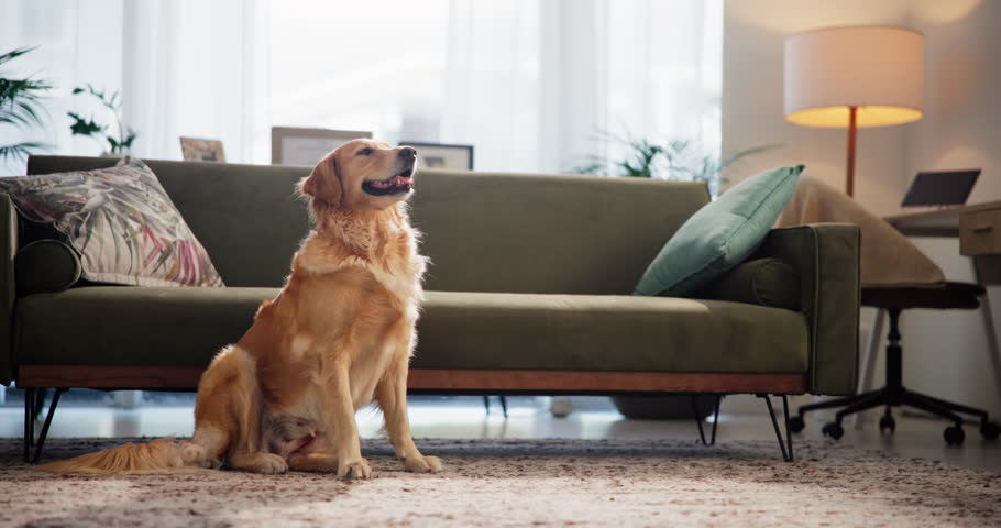 Woman, dog and bowl for food, home and care with nutrition, wellness and eating in living room. Person, animal and pet labrador with container for snack, meal and supplement for diet at apartment