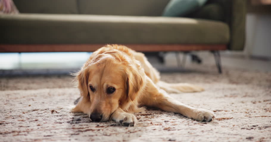 Relax, lick and dog on floor in home with calm, peace or loyalty on carpet for resting. Comfortable, animal and lazy golden retriever puppy licking paw with adoption in living room at house.