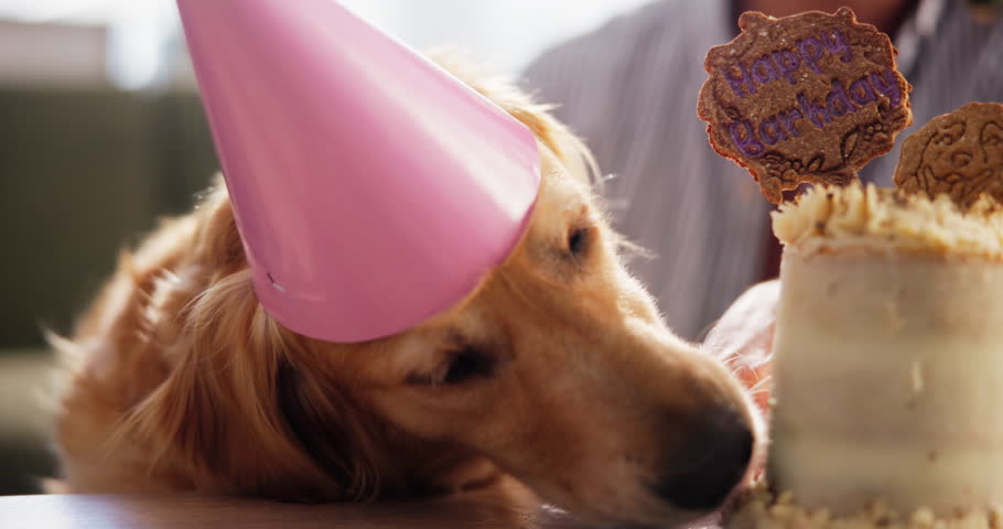 Dog, birthday cake and person in home, eating and present with celebration, growth and party in living room. Animal, pet and labrador with dessert, nutrition or diet with event for milestone in house