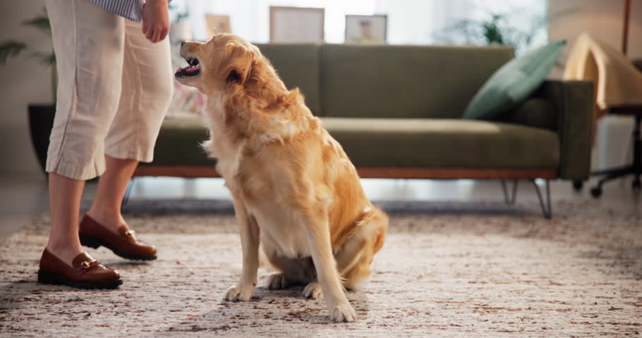 Owner, jump and training dog with treats for good behavior, trick reward or domestic companion. Adoption, person and golden retriever in home with bonding, animal care or teaching command for loyalty