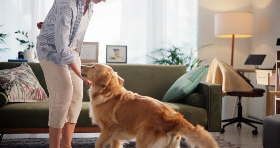 Owner, jump and training dog with treats for good behavior, trick reward or domestic companion. Adoption, person and golden retriever in home with bonding, animal care or teaching command for loyalty