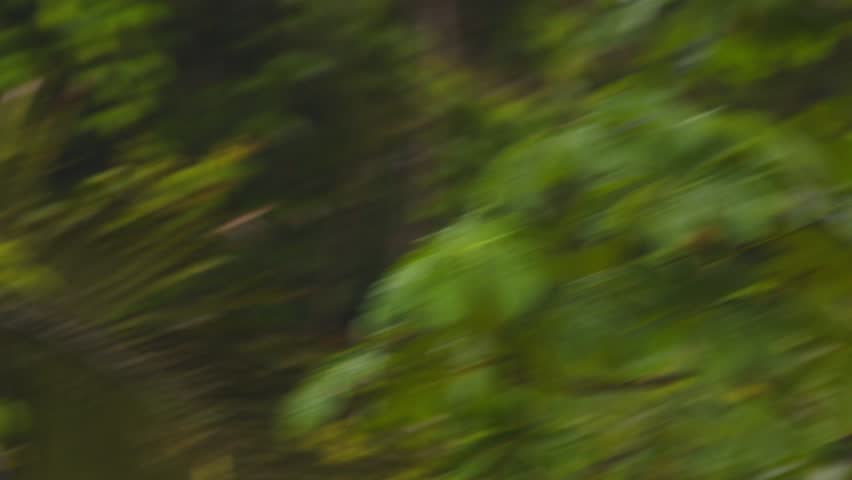 A fast-flying Mealy Parrots darts through the Tambopata rainforest of Peru, framed by lush greenery.