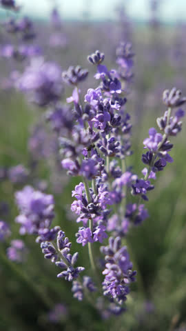 Lavender fields with fragrant purple flowers bloom at sunset. Lush lavender bushes in endless rows. Organic Lavender Oil Production in Europe. Garden aromatherapy. Slow motion, close up vertical video
