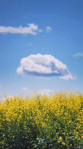 Artistic Spring Landscape with Yellow Flowers and Dramatic Clouds in Blue Sky