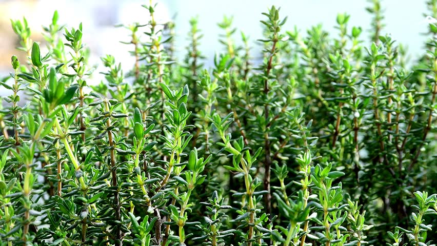 Thyme medicinal plant and spice, fresh green herb in spring