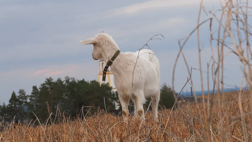white pregnant goat walking in the pasture