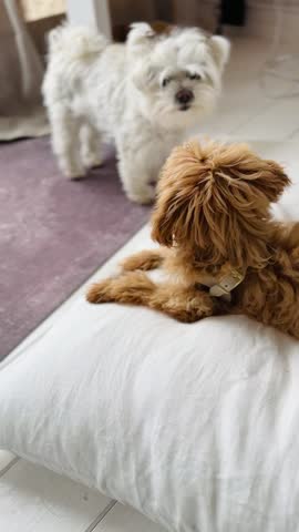 Energetic Small Puppies Playing Together.