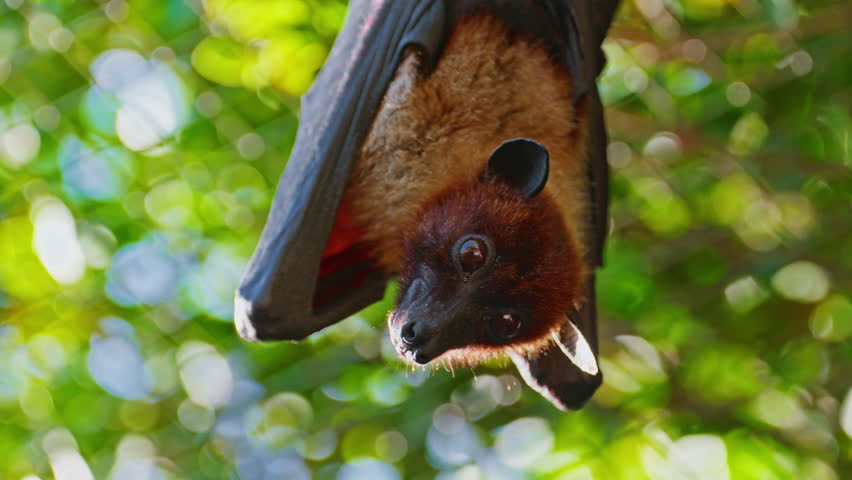 Flying foxes are hanging upside down in the jungle during daylight hours