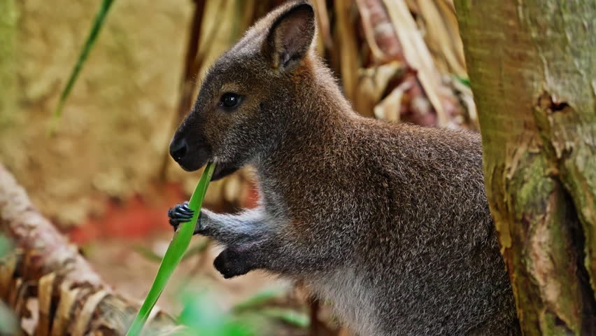 Wallaby Kangaroo is a species of kangaroo. Close-up chewing on a green leaf
