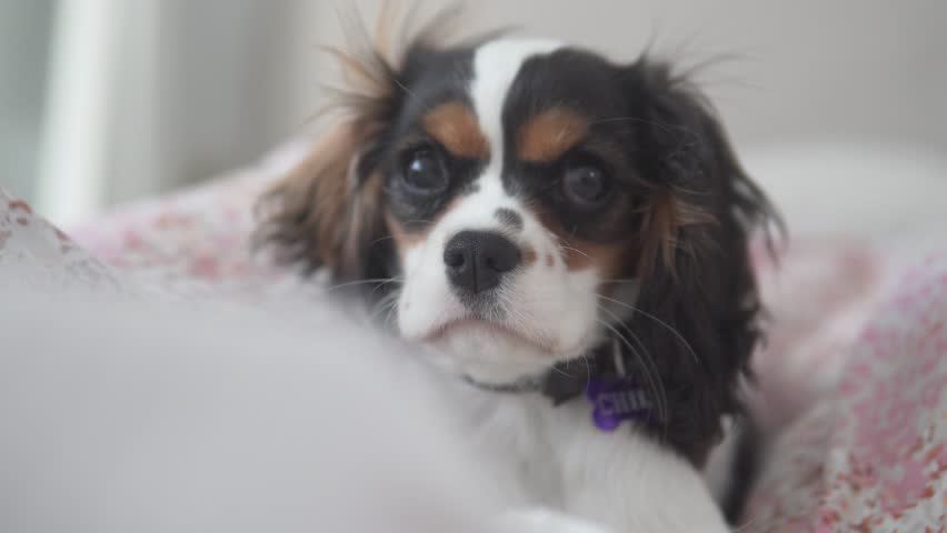 Close-up of the muzzle of a Cavalier King Charles puppy in black and white. A beautiful little sad puppy is lying on a bed without people.