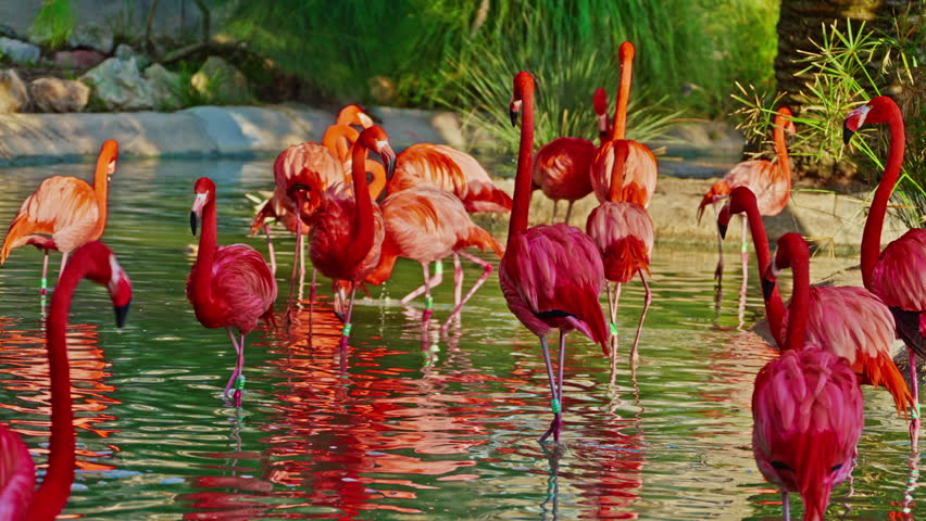Beautiful flamingos of bright red color standing side by side on a pond
