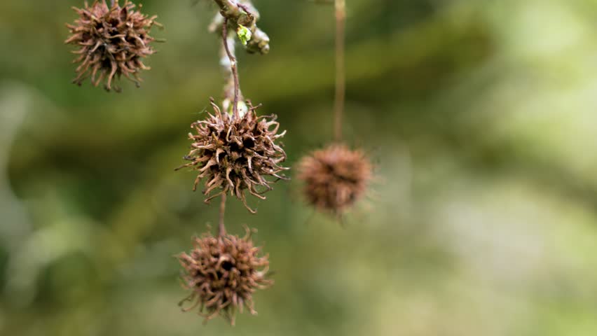 American sweetgum tree branch with hanging prickly seeds close up. Liquidambar styraciflua